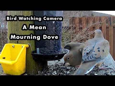 A Mean Mourning Dove Hogging The Feeder - Bird Watching Camera