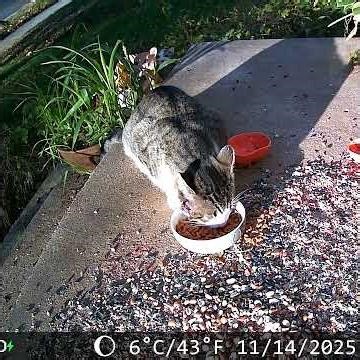 Arthur Cats Has Been Fighting Again! 😻