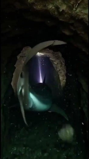 First-Person POV: Sand Tiger Shark Research Mission - Deep Sea Cave Exploration