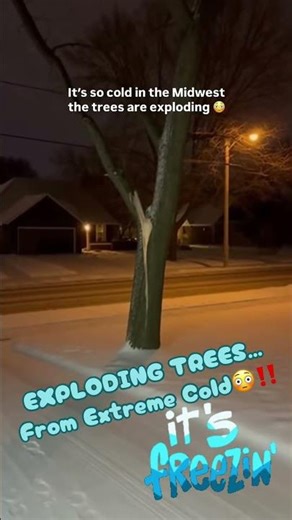 It’s So Cold …Trees Are Exploding In The Midwest😳‼️#explodingtrees #freezingcold #phenomenon #wow