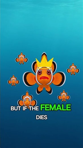 Everything you know about Nemo is a lie #nemo #disney #facts