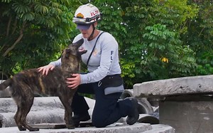 SUPERPOWER DOGS IMAX Teaser Shows Canine Heroes in Action