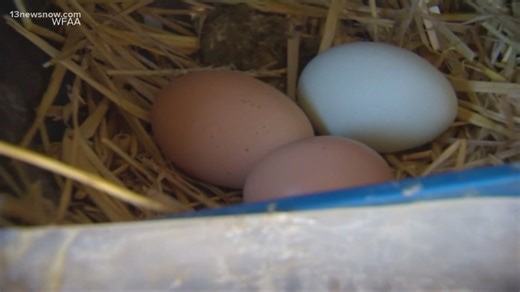 Local farms take advantage of high egg prices