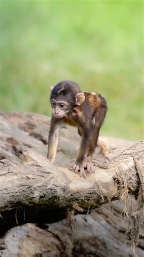 I took this baby Barbary macaque photos #Shorts