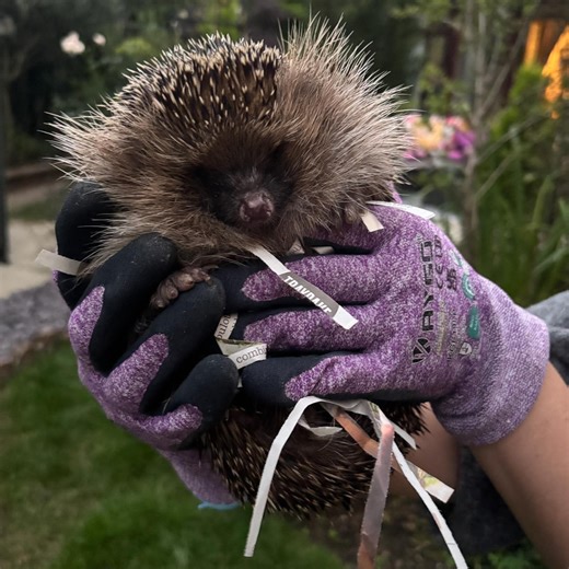 The Hedgehog Hangout– – Official Group | Weird but true: hedgehogs perform a behavior called self-anointing — they lick or chew new smells and then spread frothy saliva on their quills | Facebook