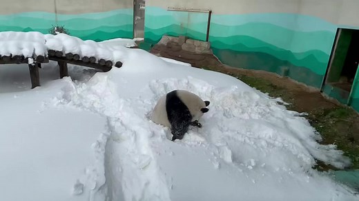 Adorable Panda Compilation - Funny and Cute Pandas 2023