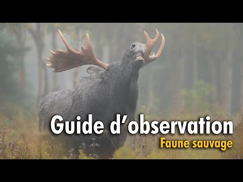 Guide ultime pour observer la faune sauvage du Québec – Astuces de photographe nature