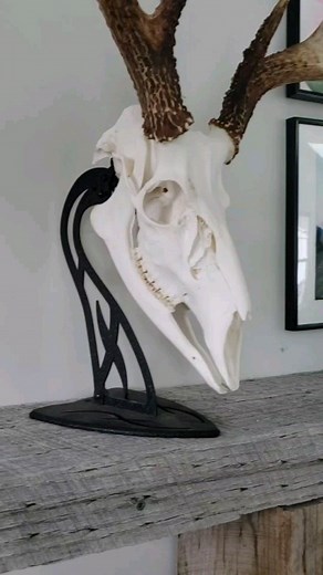 I think it gives the skull back it's dignity. What do you like? Or, what is your customers preference? | Hunter Wyatt Studio