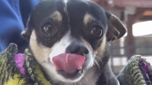 3.7K views · 627 reactions | This little guy quickly became a staff favorite and today he was able to take his FREEDOM Walk out of the Shelter, thanks to all of you SHARING! Happy life sweet LUIGI (Sausage) <3 https://www.facebook.com/savingcarsonshelterdogs/photos/a.219655291540446.1073741846.171850219654287/607649956074309/?type=3&theater | Saving Carson Shelter Dogs | Facebook