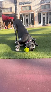 This is Archie’s lazy version of playing with his ball. 🙄🤭🤣 | Archie the Great Dane