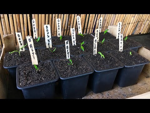 🌶 Repiquage des poivrons, piments et aubergines 🍆