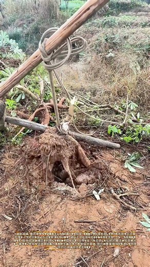 棒が支える一撃： つるとロープで実現する効率的な芋掘り