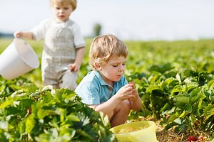 Where to go Strawberry Picking in Brisbane - Brisbane Kids