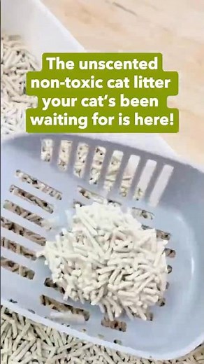 The Best Cat Litter Everyone’s Talking About—Don’t Miss Out #cat #catlitter #shorts #shortvideo