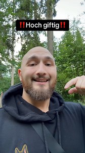 Der Rote Fingerhut (Digitalis purpurea) ist eine hochgiftige Pflanze, die in vielen Teilen Europas, einschließlich Deutschland, heimisch ist. Er enthält potenziell tödliche Herzglykoside, insbesondere Digoxin und Digitoxin, die das Herz beeinträchtigen können. Schon kleine Mengen der Pflanze können beim Verzehr schwere Vergiftungen hervorrufen. Symptome einer Vergiftung umfassen Übelkeit, Erbrechen, Durchfall, Herzrhythmusstörungen, Verwirrtheit und in schweren Fällen Herzstillstand. #dobermann 