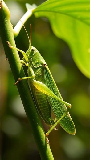 Katydid Insect Natural Movement 🌿🦗 | Macro Slow Motion