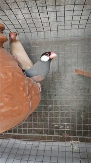 my cute java birds 🤍 #birds #cute #animals plz subscribe 🥹