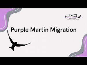Purple Martin Migration