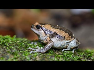 Banded bullfrog