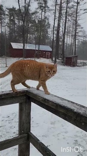 Enjoying snow flakes ❄️🐈