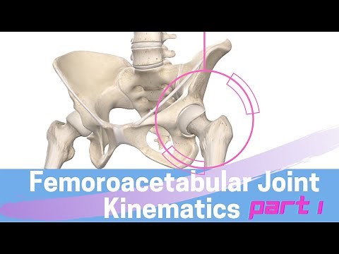 Hip Joint Biomechanics: Femoroacetabular Joint Kinematics Open Kinematic Chain