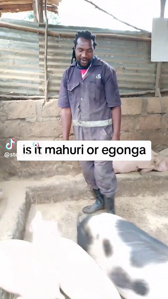 Exploring Practical Pig Farming in Kenya