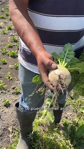 The watermelon radish, a vegetable weighing almost half a kilo