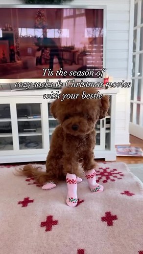 Cavapoo Dog on Instagram: "Tag your Christmas movies on the couch companion 💗 🛍 You can order Short, long-sleeve tee and Hoodie featuring prints of other dog breeds by LINK TO PURCHASE IN OUR BIO 👕⤵️ OR Visit website: https://teepetus.com/cavapoo ====👍 Why choose us? ===== 🚚 Worldwide Shipping ✈️🌎 👕 💥 100% Satisfaction Guarantieed 💥 100% High Quality Fabric 💥 100% Printed in the USA ————-————————————- 💓 We are sure you will like it 😘 #cavapoo #dogsofinstagram #cavapoosofinstagram #pu