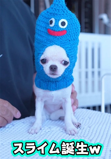全てはここから始まりました🤣#犬 #チワワ #犬のいる生活 #ドラクエ #スライム | Chihuahua Dog