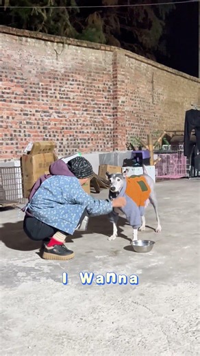 Abandoned Elderly Dog Alone on the Streets – Heartbreaking Stray Dog Rescue