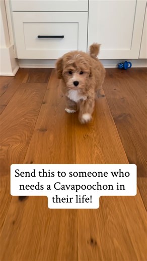 Doodle Puppy Crew - Cavapoochons | Make 2026 the best year yet! ♥️ doodlepuppycrew.com #cavapoochon #foreverpuppy | Instagram