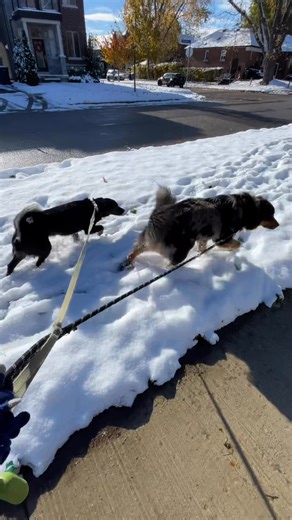 Walkies 🐾🐾 | Heads & Tails Dogwalkers/Boarding/Daycare