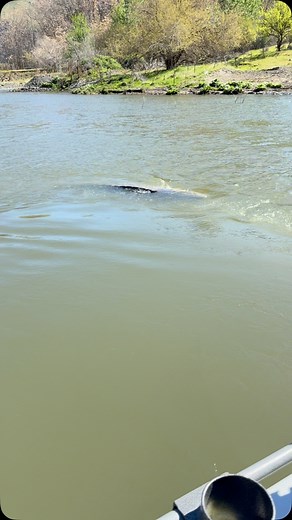 First reactions to finally seeing a Hells canyon monster. #toad #monster#bigfish#nofame#snakeriver#hellscanyon #fishofalifetime #tugofwar @edgerods_official @thefirstmohican | Tom Bullock