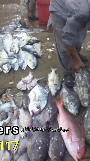 How The Scame #fishmarketkarachi #fypシ゚viralシ #fishmarketkarachi #fypchallenge | Qasim Ocean Feast