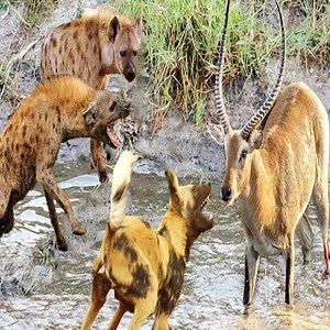 48K views · 30 shares | Animals Fighting For Foods Hyenas vs Wild dog - Moments Of Wild Animal Fights - Animals Documentary | Animals Fight | Facebook