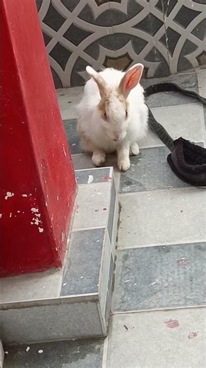 Cute rabbits #ytshorts #like #funny #cuteanimal #shortsvideo #cutepet #trendingshort #viralvideo 🐰🐰🐰