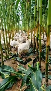 Natural pests control #highlights2025 #fbreels2025ツ #fbpost2025 #viewers #fbfriendsandfollowers #viewers #likers #farming | Nor Ma Cinco Sanchez