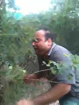 Dodo bird sighting.. RARE!!!