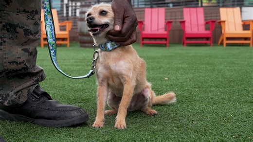 This high-security juvenile detention center in North Texas just became a foster home for dogs