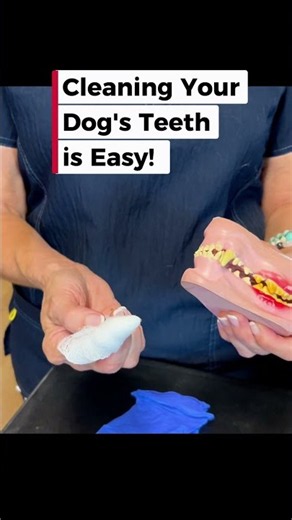 How To Brush Your Dog's Teeth (No Stress!) 🐾🦷 #dogcare #vetadvice
