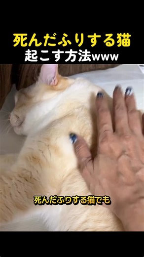 死んだふりする猫起こす方法www