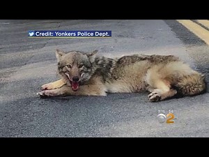Yonkers Sees 5 Coyote Attacks In 48 Hours