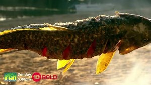 It is the one you have all been waiting for!!!! My secret carp recipe & some epic cod fishing!!! 🤗🎣 Check it out 5pm today on 10 BOLD #IFISHTV #CODFISHING #MURRAYCOD #CARP #EATMORECARP 😆😜😋 | Ifish