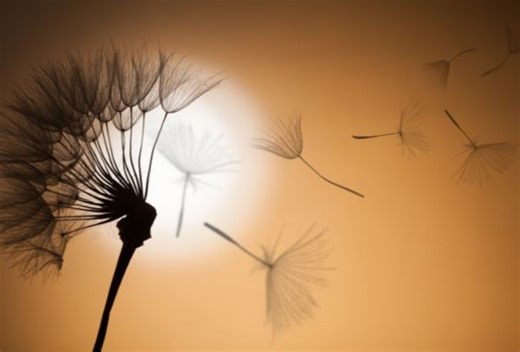 Dandelion seeds fly up to 100 km because they take cues from the weather - The Weather Network