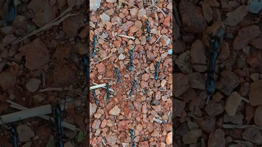 Amazing Army of Ants Crosses Safari Trail in Sync