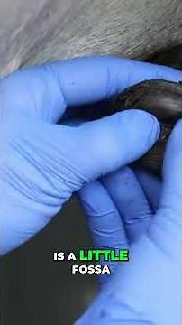 Equine Health: Inspecting Your Horse's Penis for Beans #shorts