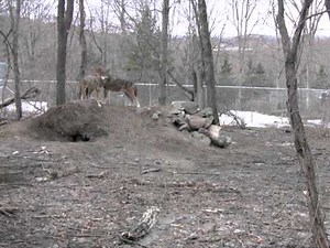 Red Wolves Play The Mating Game