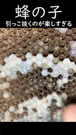 蜂の子 引っこ抜く