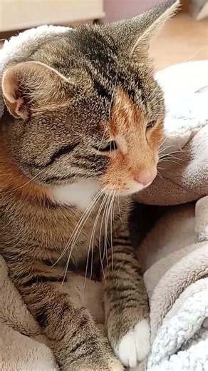 ...einfach nur mal einkuscheln.... 🐾😁 #cat #catvideos #catshorts #catlife #catsofyoutube
