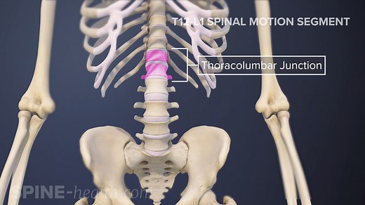 The T12-L1 spinal motion segment, also called the thoracolumbar junction, connects the thoracic spine (upper back) with the lumbar spine (lower back). | Spine-health